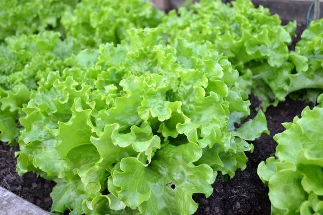 15 Veggies Perfect for Container Gardening 15 Veggies Perfect for Container Gardening