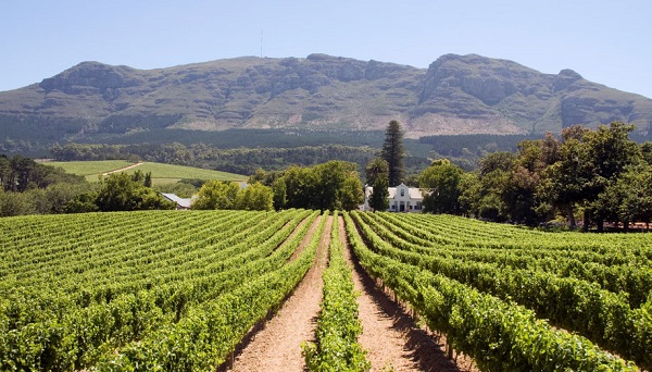 Cape Winelands