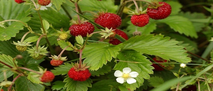Alpine Strawberry