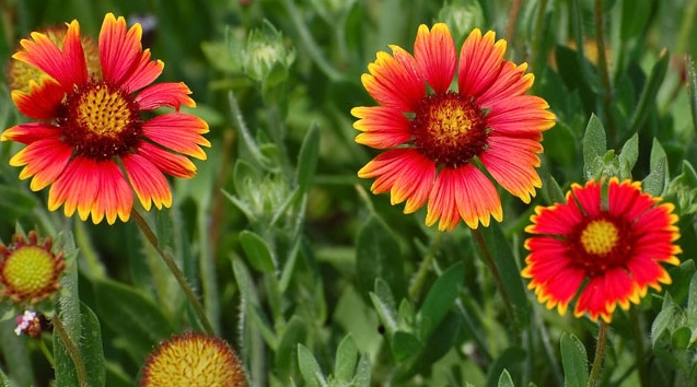 Blanket Flower