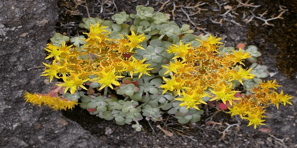 Broadleaf Stonecrop