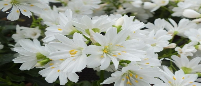 Lewisia