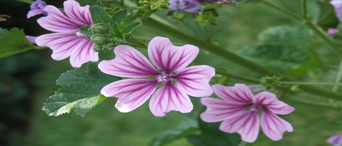 Miniature Hollyhock