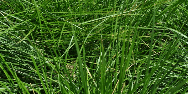 Tufted Hairgrass