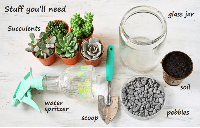 things you need succulents