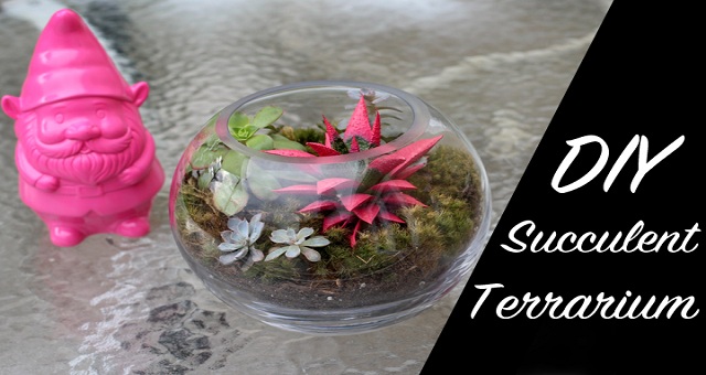 diy succulent terranium