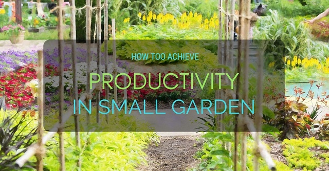 How To Achieve Productivity in Small Garden