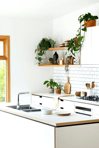 Implant life through plants in your kitchen