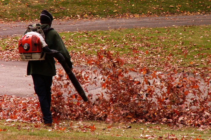 Best Ways To Remove Leaves From Your Yard