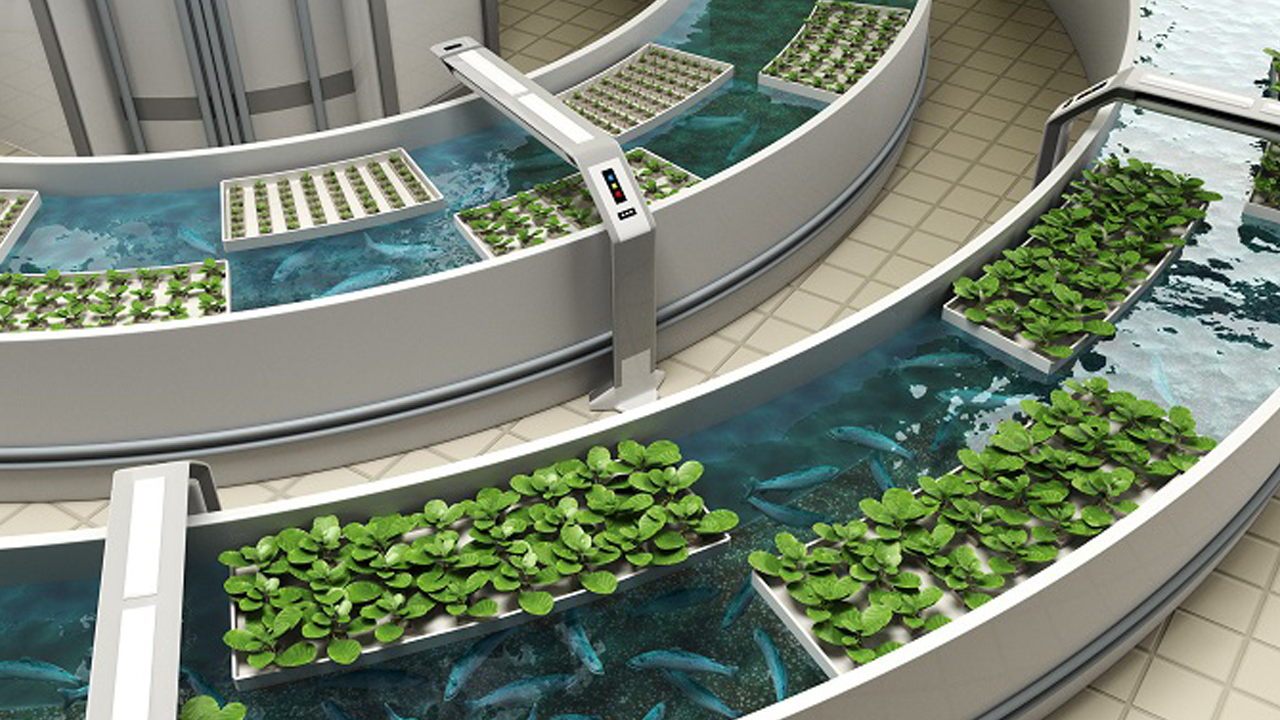 aquaponics