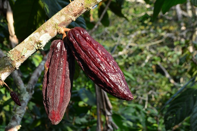 Cacao Tree