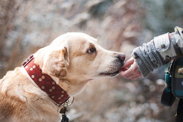 How to Take Care of your Pets in Summer