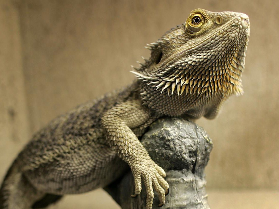 bearded-dragon