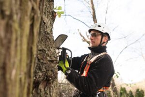 How Can You Select The Right Tree Cutting Service