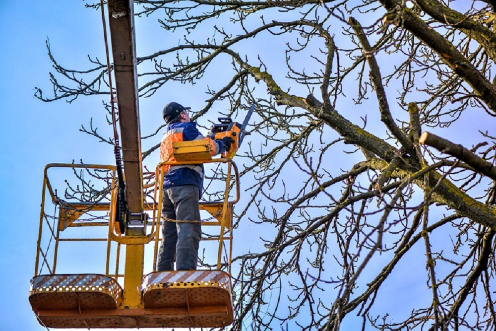 Tree pruning