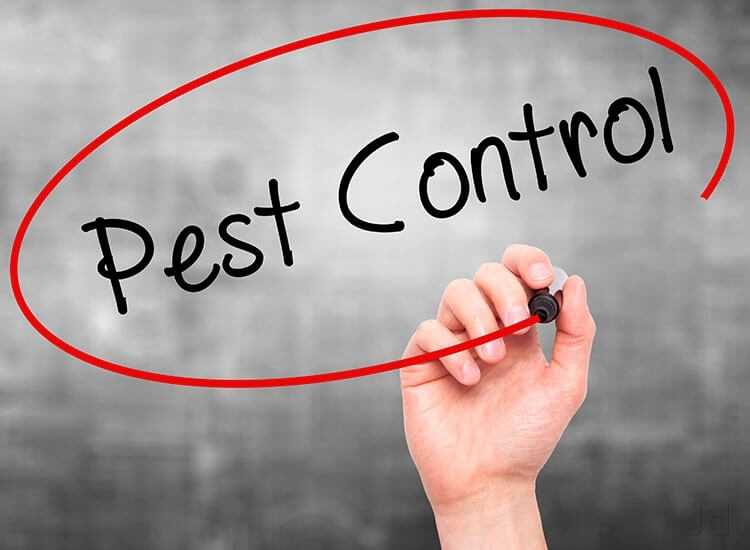 Why Should You Get Termite Treatment from Pest Control Services in Madison