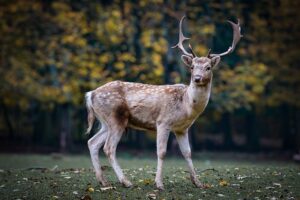 Biggest Deer Hunting Mistakes to Avoid