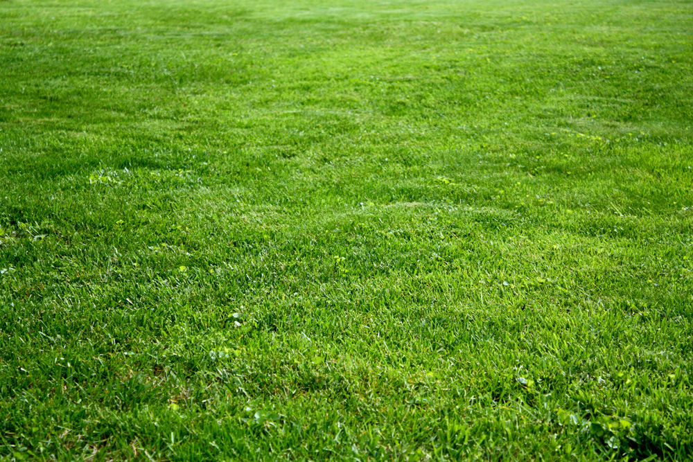 How To Keep Your Lawn Green While Everything Else Withers