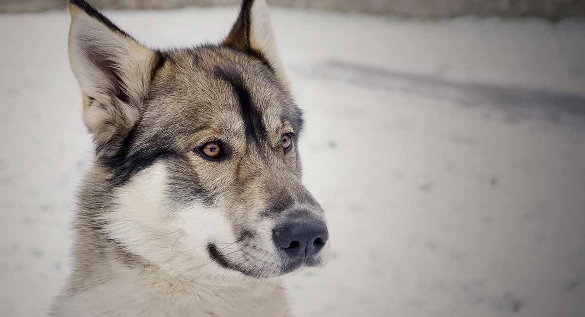 Tamaskan Dog Breed