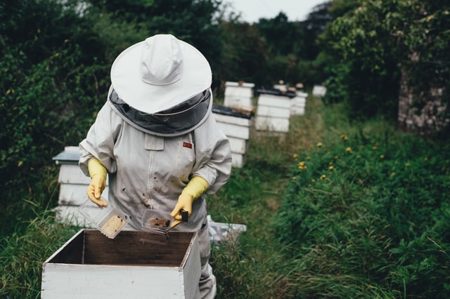 Tips for Running a Bee Farm