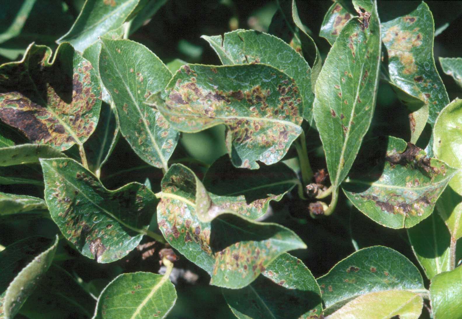 Tips to Diagnose and Treat Pear Rust Mite and Disease