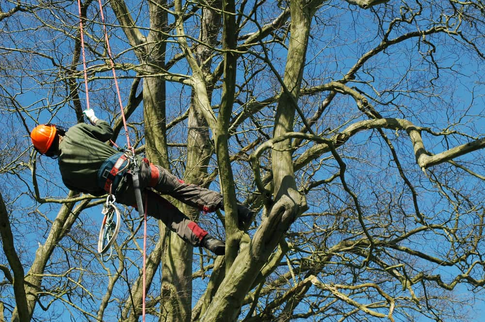 Tips to Find the Professional Arborist in Melbourne