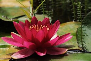 What Does Lily Flower Symbolize