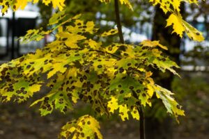 Tree Diseases