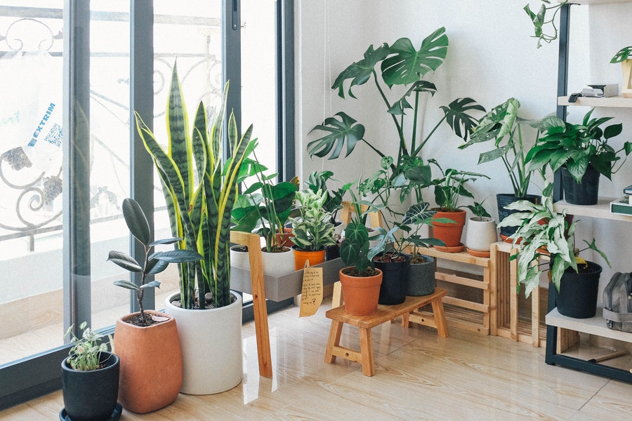 Selling Houseplants Online