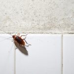 How to Block Roaches Coming out of Drain Pipes