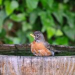 Innovations in Bird Bath Design for Pet Birds