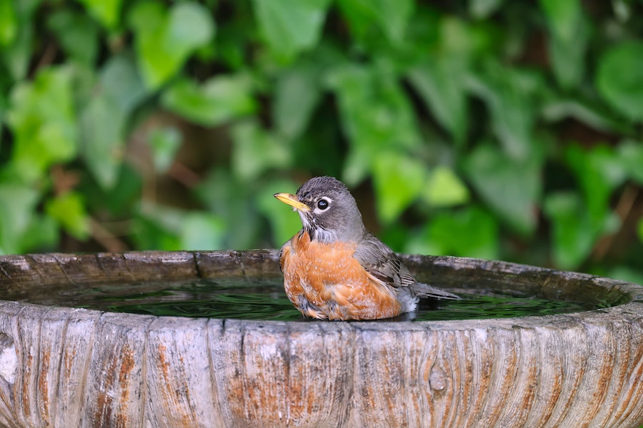 Innovations in Bird Bath Design for Pet Birds