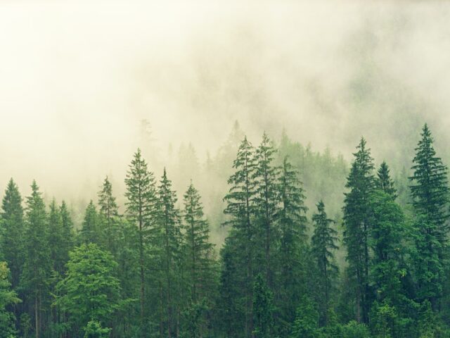 What Is Greenhushing and Why Are Brands Doing It? What Is Greenhushing