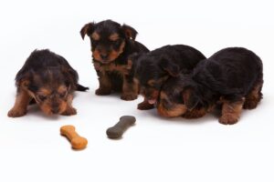 Solving Common Digestive Issues in Dogs With the Right Diet
