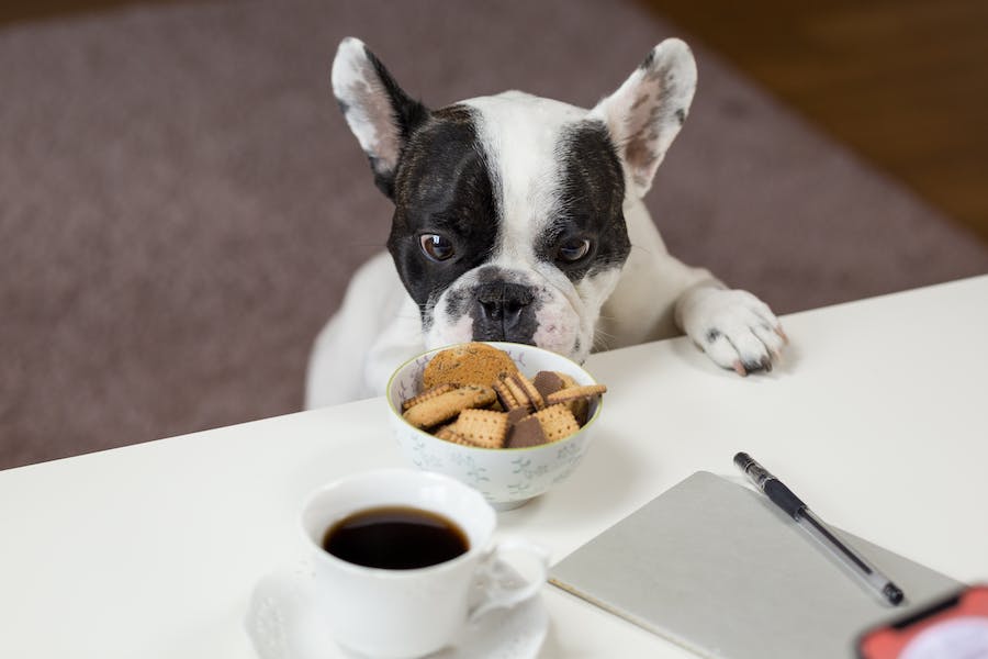 Ultimate Guide to a Healthy and Balanced Dog Diet